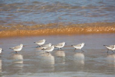Portekiz sahilinde martılar