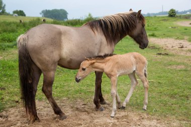 Nehir kıyısında başıboş gezen vahşi Konik atları ve hendekler, kısraklı kısrağın annesi