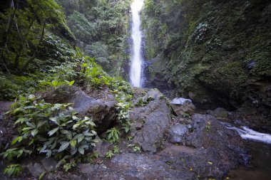 Ormanda güzel bir şelale