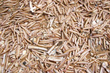 Kumsalda ensis yığını