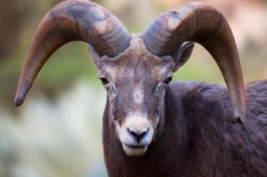 Erkek keçiye yaklaş.