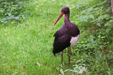 Çimlerde bir leylek