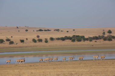Antiloplar dağlarda otlar.