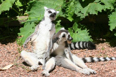 Hayvanat bahçesindeki şirin lemur.