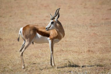 Springfield, Antidorcas Marsupialis, çölün kuru otlaklarında yürüyor ve otluyor.