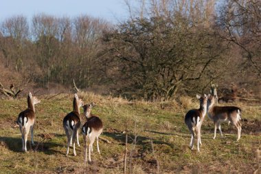 Ormandaki vahşi geyik sürüsü
