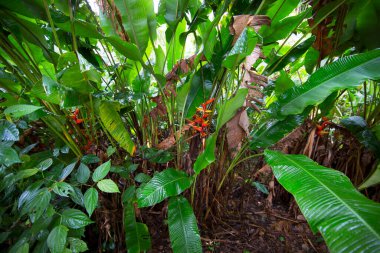 Kızıl Palulu, Heliconia bihai, çiçekler ve yapraklarla nemli ve ilkel yağmur ormanları manzarası