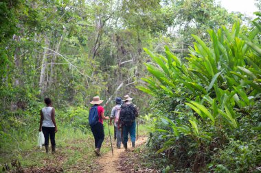 Bereketli orman sahnesinde yürüyüş yapan bir grup insan, seyahat sahnesi.