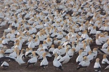 Sahildeki doğal yaşam alanındaki deniz kuşları sürüsü.