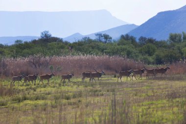 Antiloplar dağlarda otlar.