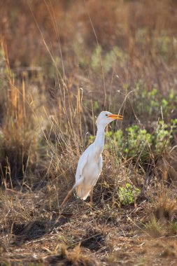 Beyaz bir Koereiger 'ın yakın plan çekimi.