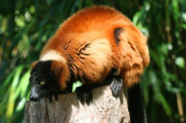 Yakından çekilmiş kırmızı yakutlu lemur, Varecia Rubra.