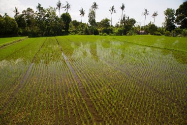 Çeltik tarlaları ya da pirinç bitkilerinin yetiştiği Sawa arazisi