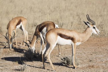 Springfield, Antidorcas Marsupialis, çölün kuru otlaklarında yürüyor ve otluyor.