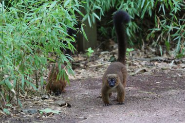 Şirin bir bebek maymunun yakın plan fotoğrafı.