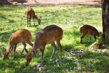 Vahşi doğadaki en tatlı geyik manzarası