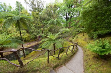 Yeşil ağaçları ve bitkileri olan güzel bir tropikal bahçe.