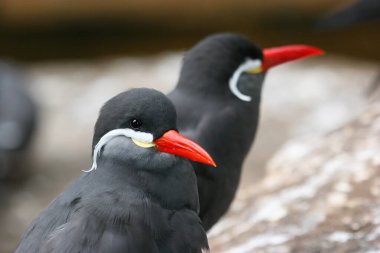 Doğadaki güzel kuşun manzarası