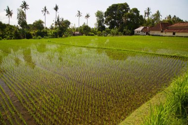 Çeltik tarlaları ya da pirinç bitkilerinin yetiştiği Sawa arazisi
