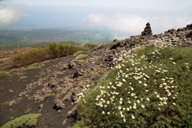 Dağlardaki güzel çiçek manzarası