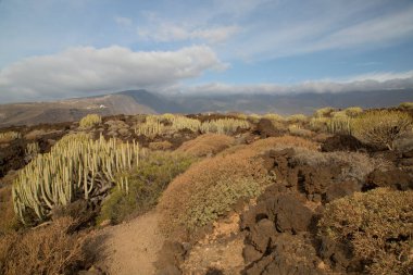 Volkan vadisi bitkileriyle volkanik manzara