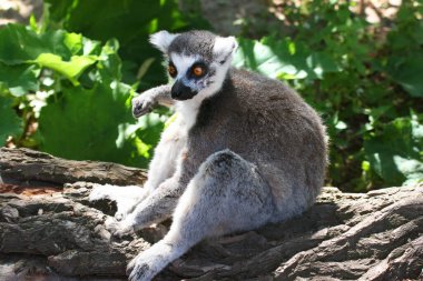 Hayvanat bahçesindeki şirin lemur.