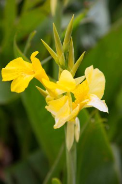 Bahçedeki güzel sarı çiçekler