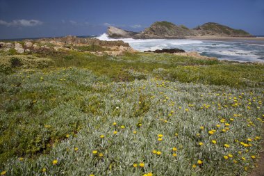 Güzel kıyı şeridi ve okyanus manzarası. 
