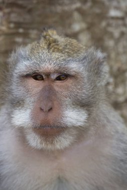 Yengeç yiyen ya da uzun kuyruklu macaque, Macaca fascicularis, bölgeyi rahatça gözlemliyor.