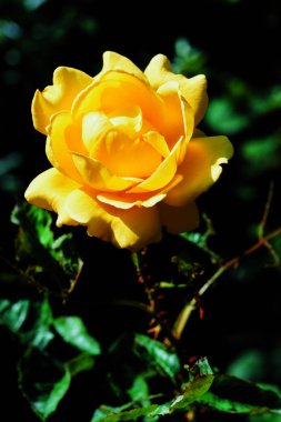 Bahçedeki güzel sarı güller