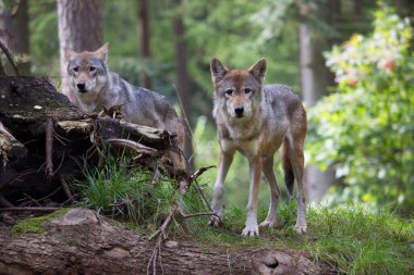 Avrasyalı ya da sıradan kurtlar, Canis lupus, ormanda gözcülük yapıyor ve yürüyor.