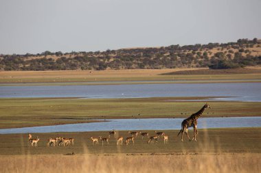 Vahşi yaşam, Afrika 'daki zürafa manzarası