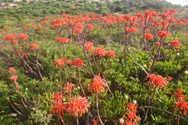 Güzel taze çiçekler Doğal manzara