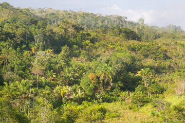 Tropik yeşillik ve güzel dağ manzarası.