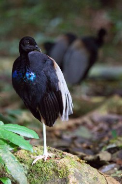 Siyah egzotik kuş orman ortamında