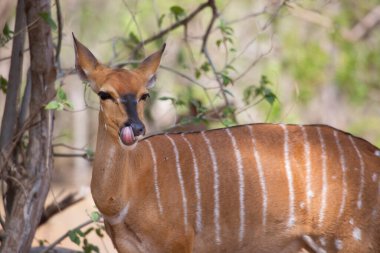 Savanadaki vahşi antilop manzarası  
