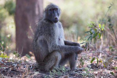 Cape Baboon 'un yakın plan portresi.