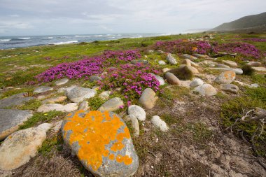 Kayalık kıyı şeridi ve okyanus manzarası 