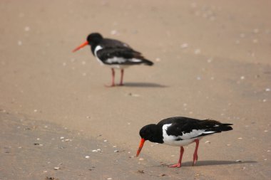 Kumsalda kumdaki martılar.