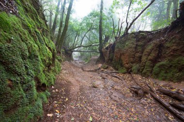 Ormanın güzel manzarası, doğa manzarası.
