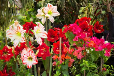 Bahçenin güzel kırmızı çiçekleri