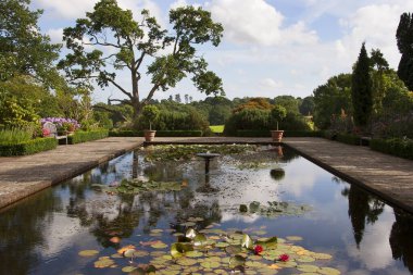 Su zambakları parkta bir gölette