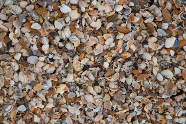 Bir kabuk yığınını kapat