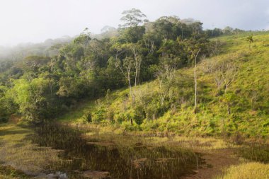 Tropik yeşillik ve güzel dağ manzarası.