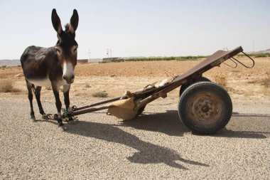 Güneşli çöl sahnesinde tramvayla eşek.
