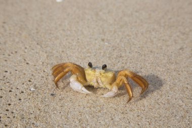 Atlantik hayalet yengeci, Ocypode dörtlüsü alçak gelgitte sahilde yanlamasına yürüyor