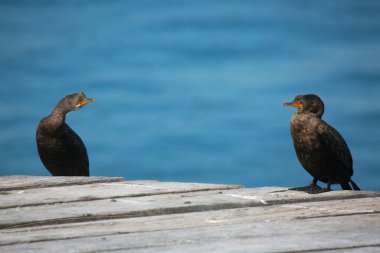 Pelerin karabataklar çatıda, arka planda mavi su var.