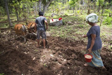 Tarlada çalışan hayvanlarla çiftçi.