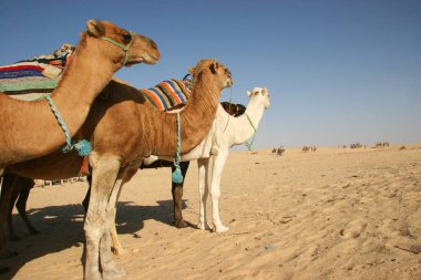 Yükün canavarı Dromedary, Camelus dromedarius, Sahra Çölü 'nde nakliye işini yapıyor.