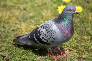 Güvercin yerde oturuyor.